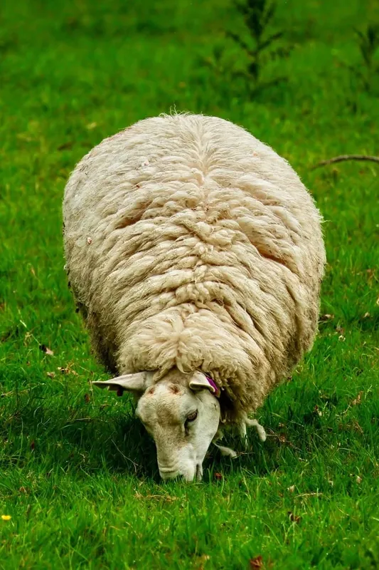 Fleece shacket